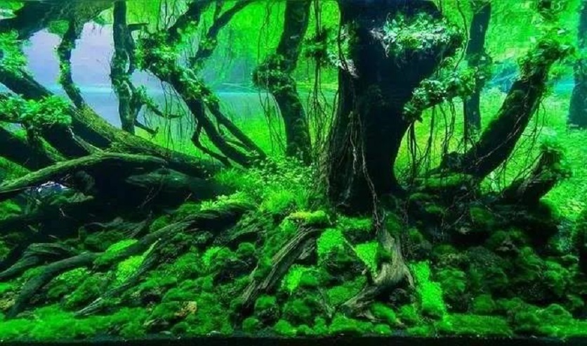 森林康養1.jpg